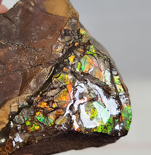 Ammolite with Stand - Earth's Emporium