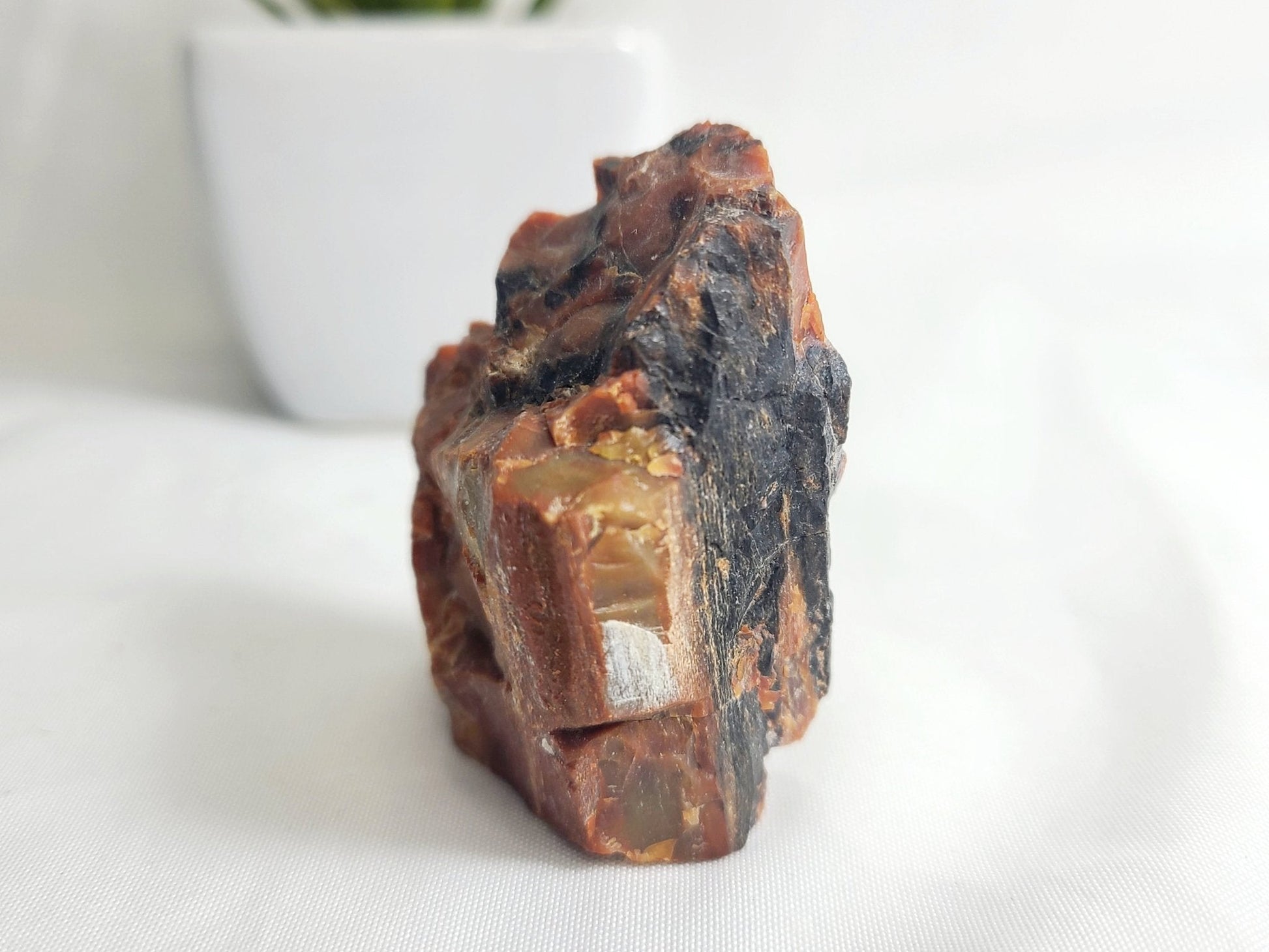 Raw Arizona Petrified Rainbow Wood - Earth's Emporium