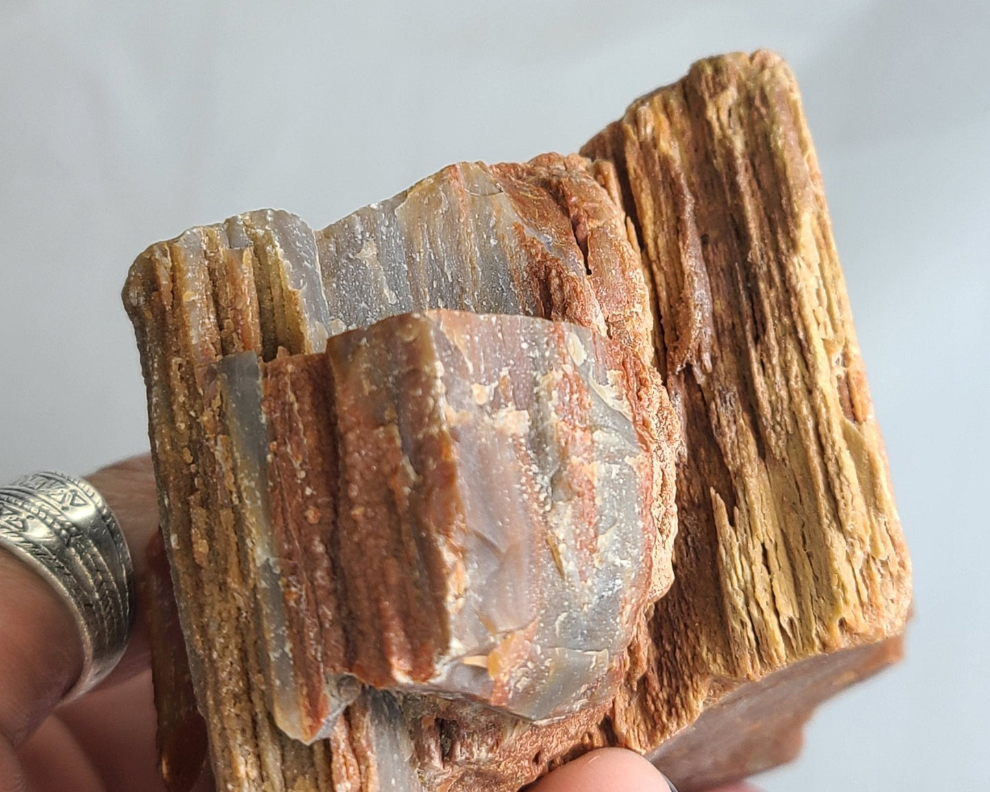 Raw Arizona Petrified Rainbow Wood - Earth's Emporium