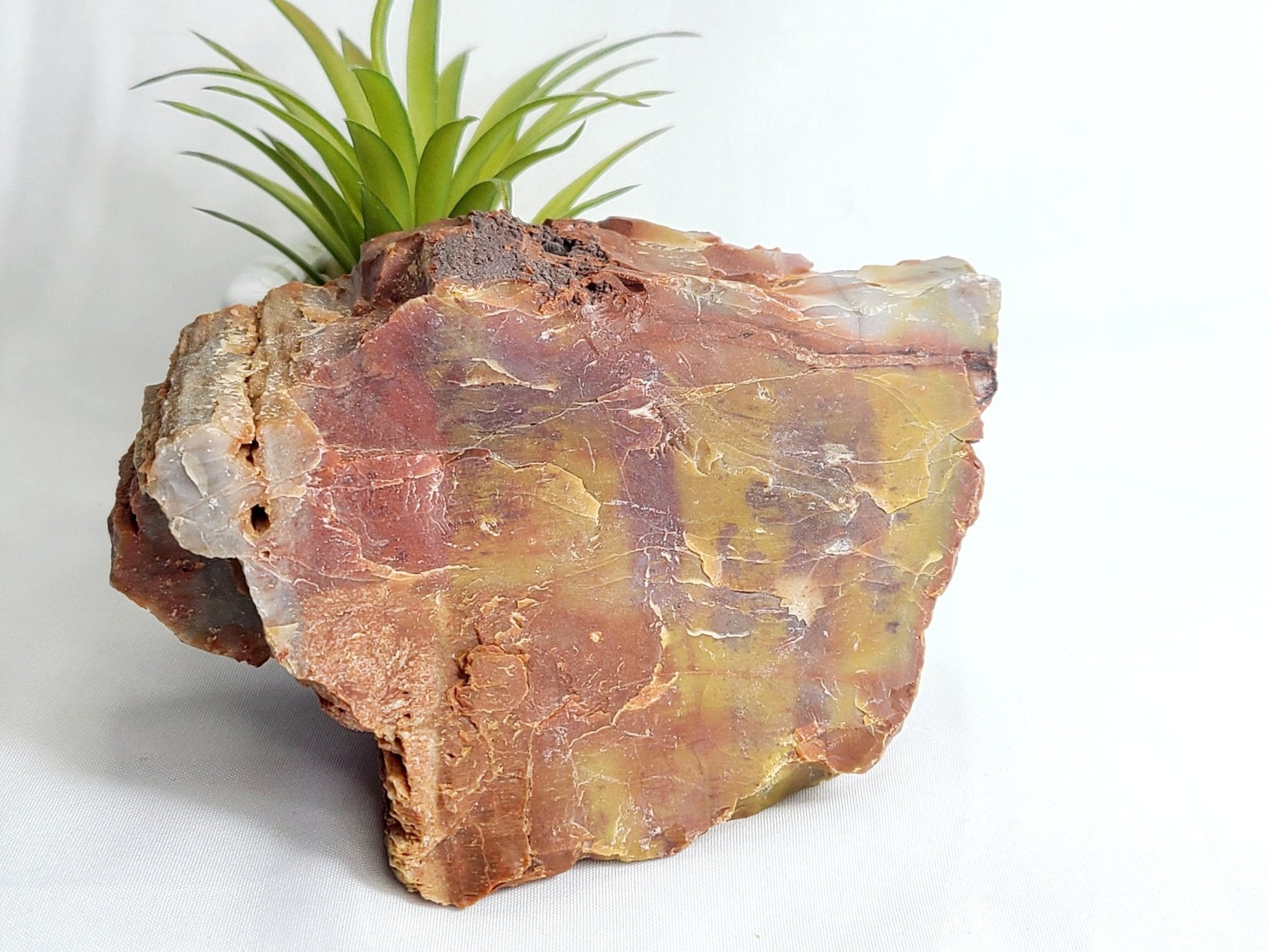 Raw Arizona Petrified Rainbow Wood - Earth's Emporium