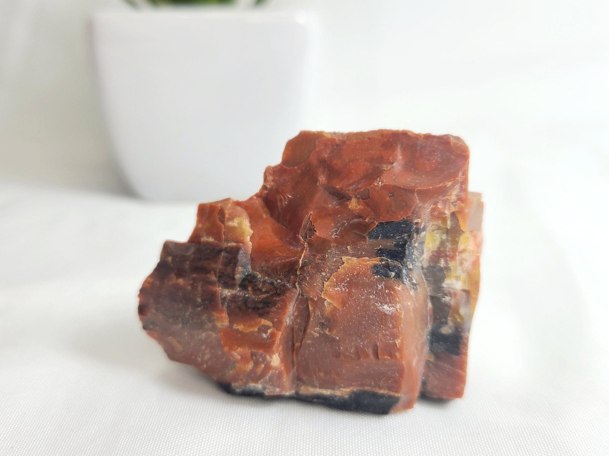 Raw Arizona Petrified Rainbow Wood - Earth's Emporium