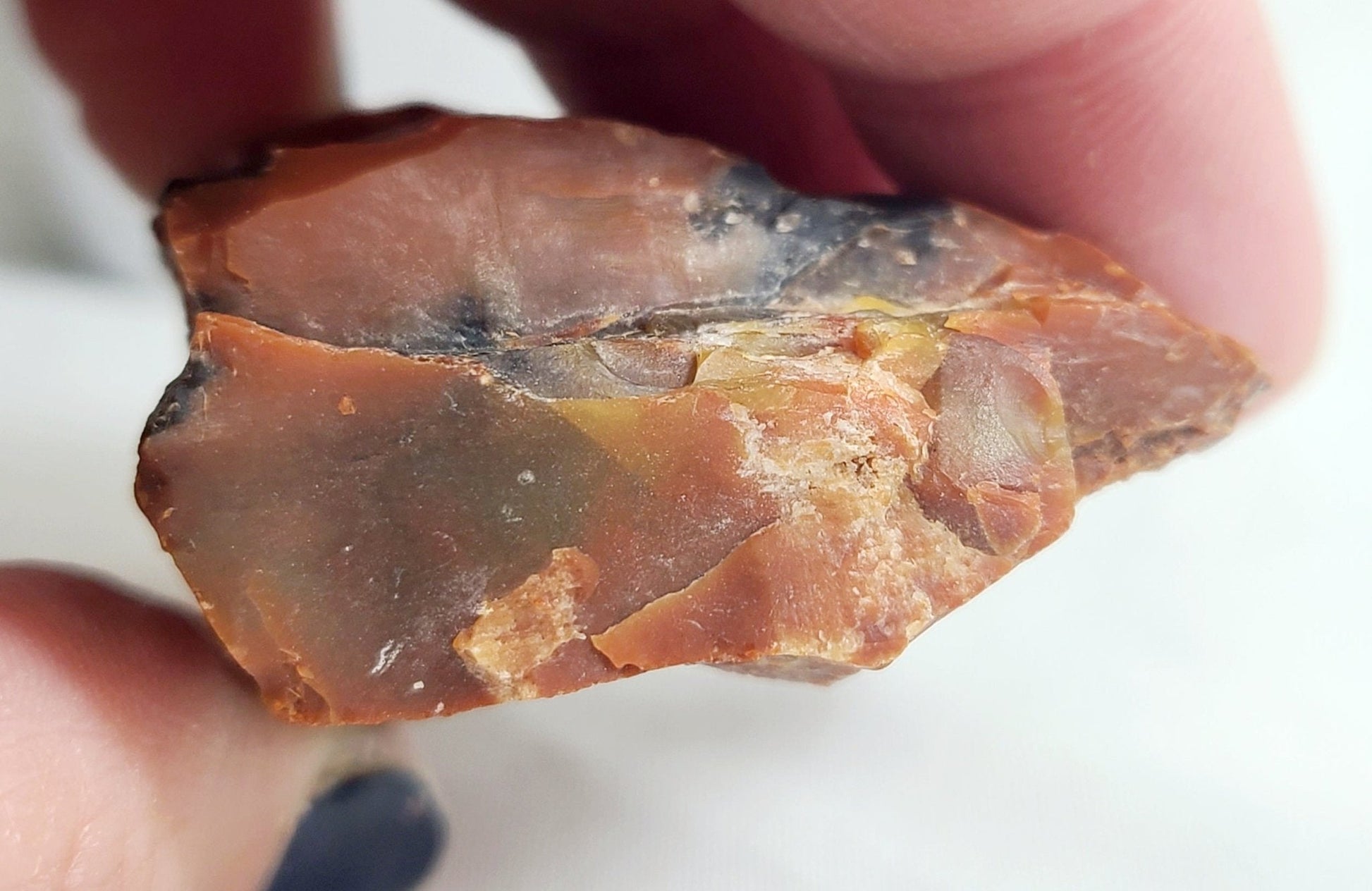 Raw Arizona Petrified Rainbow Wood - Earth's Emporium