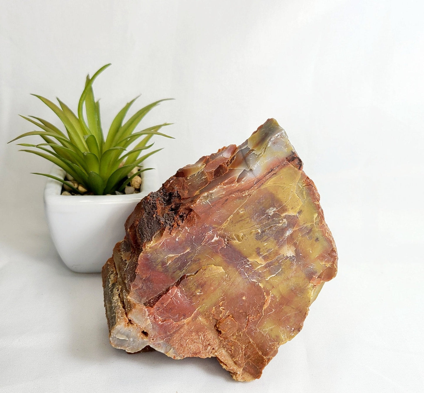 Raw Arizona Petrified Rainbow Wood - Earth's Emporium