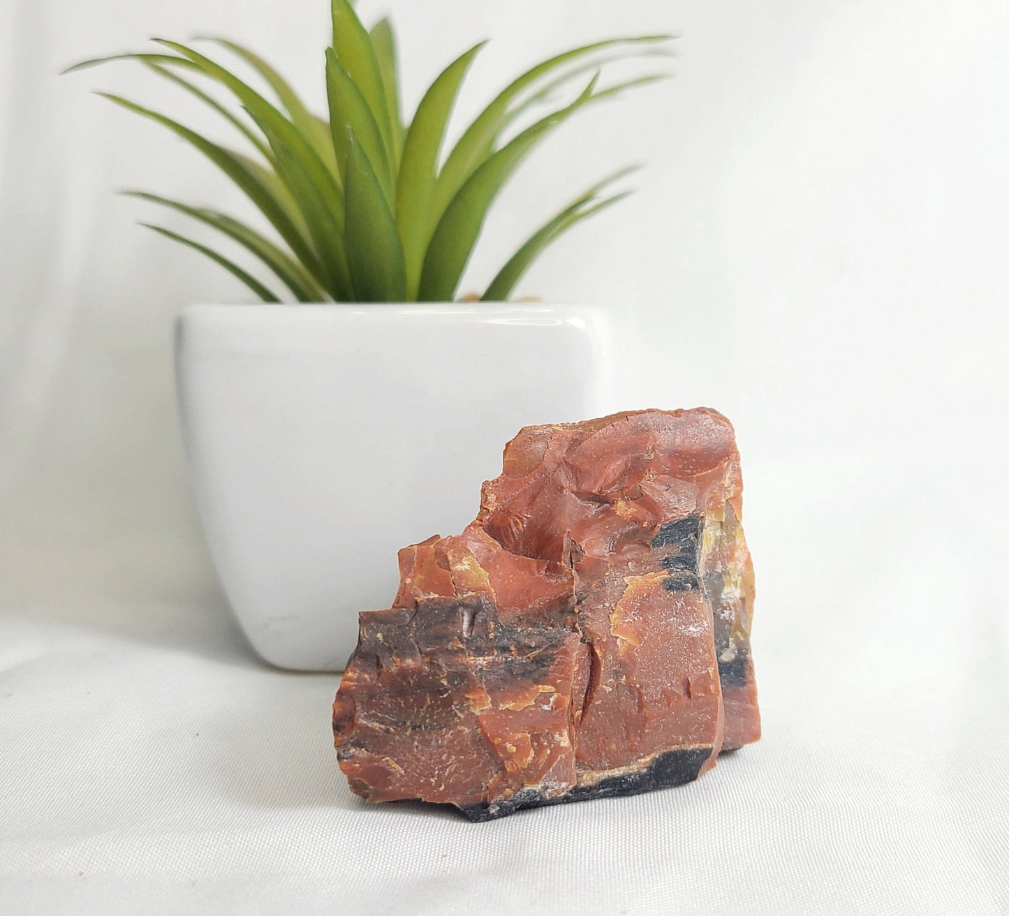 Raw Arizona Petrified Rainbow Wood - Earth's Emporium