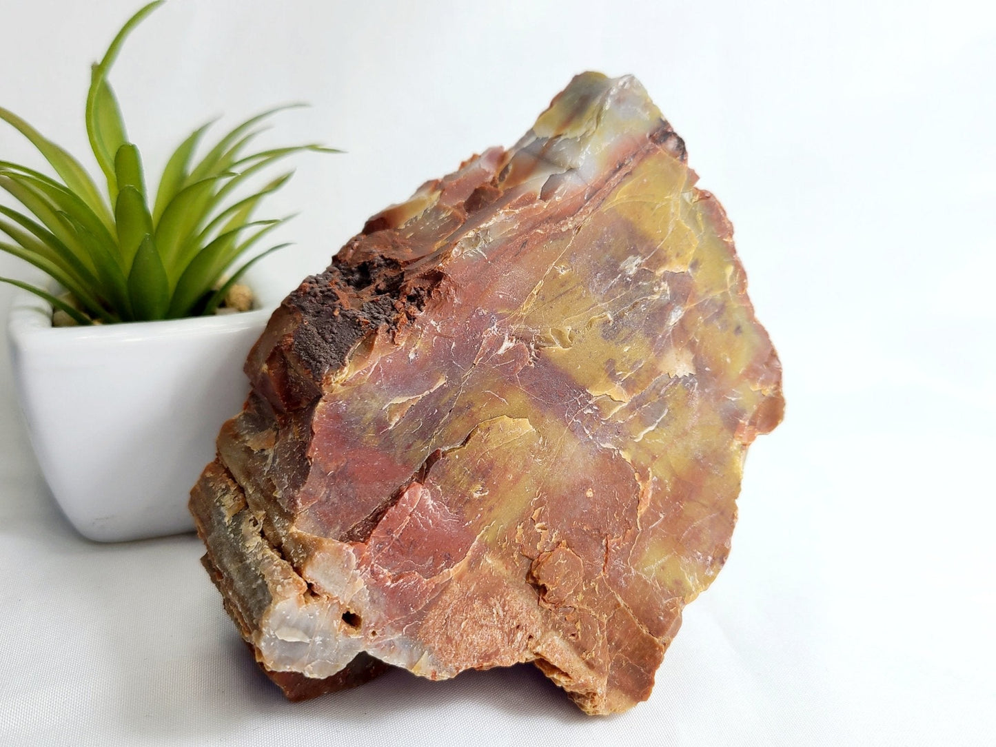 Raw Arizona Petrified Rainbow Wood - Earth's Emporium