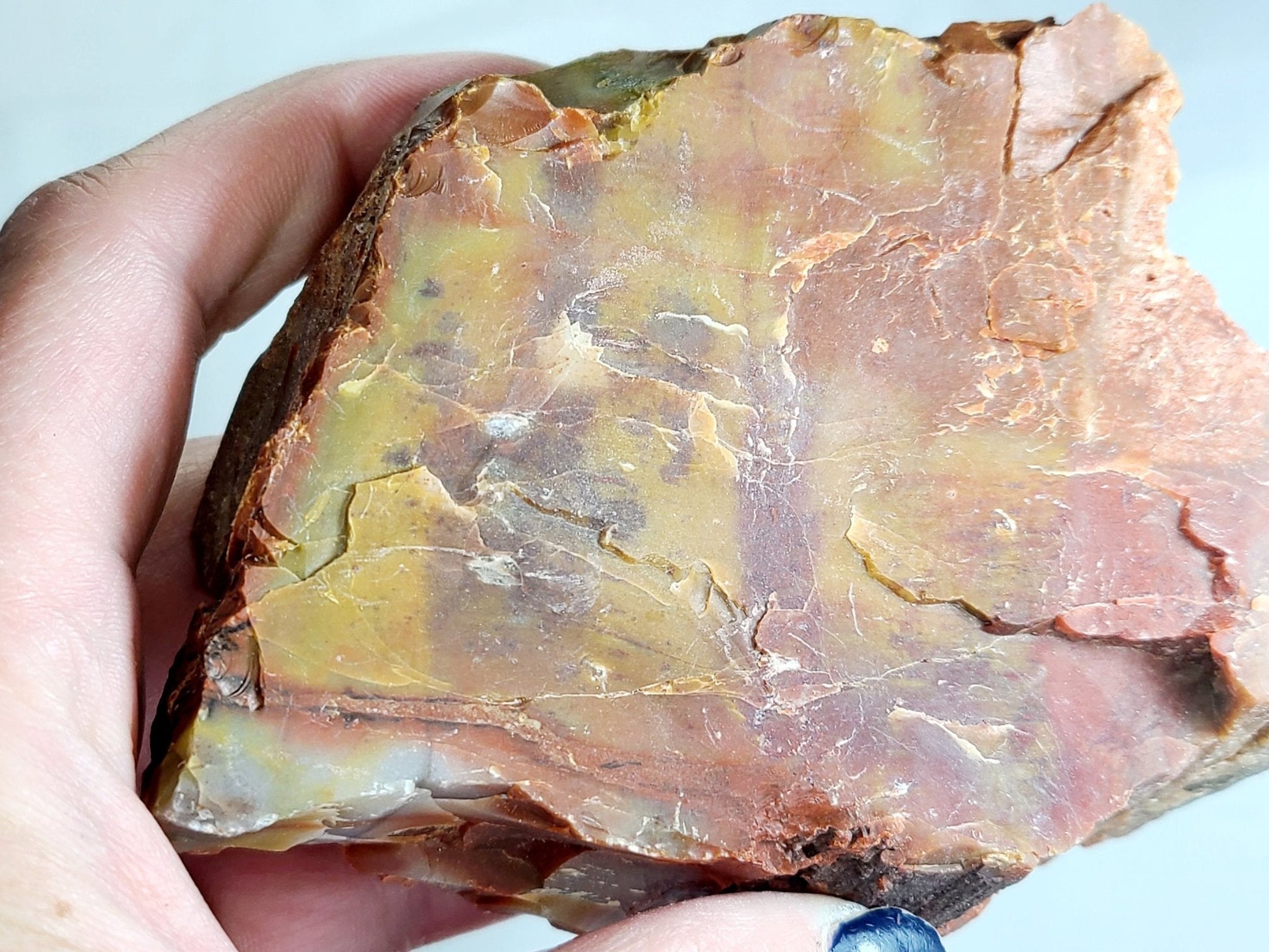 Raw Arizona Petrified Rainbow Wood - Earth's Emporium