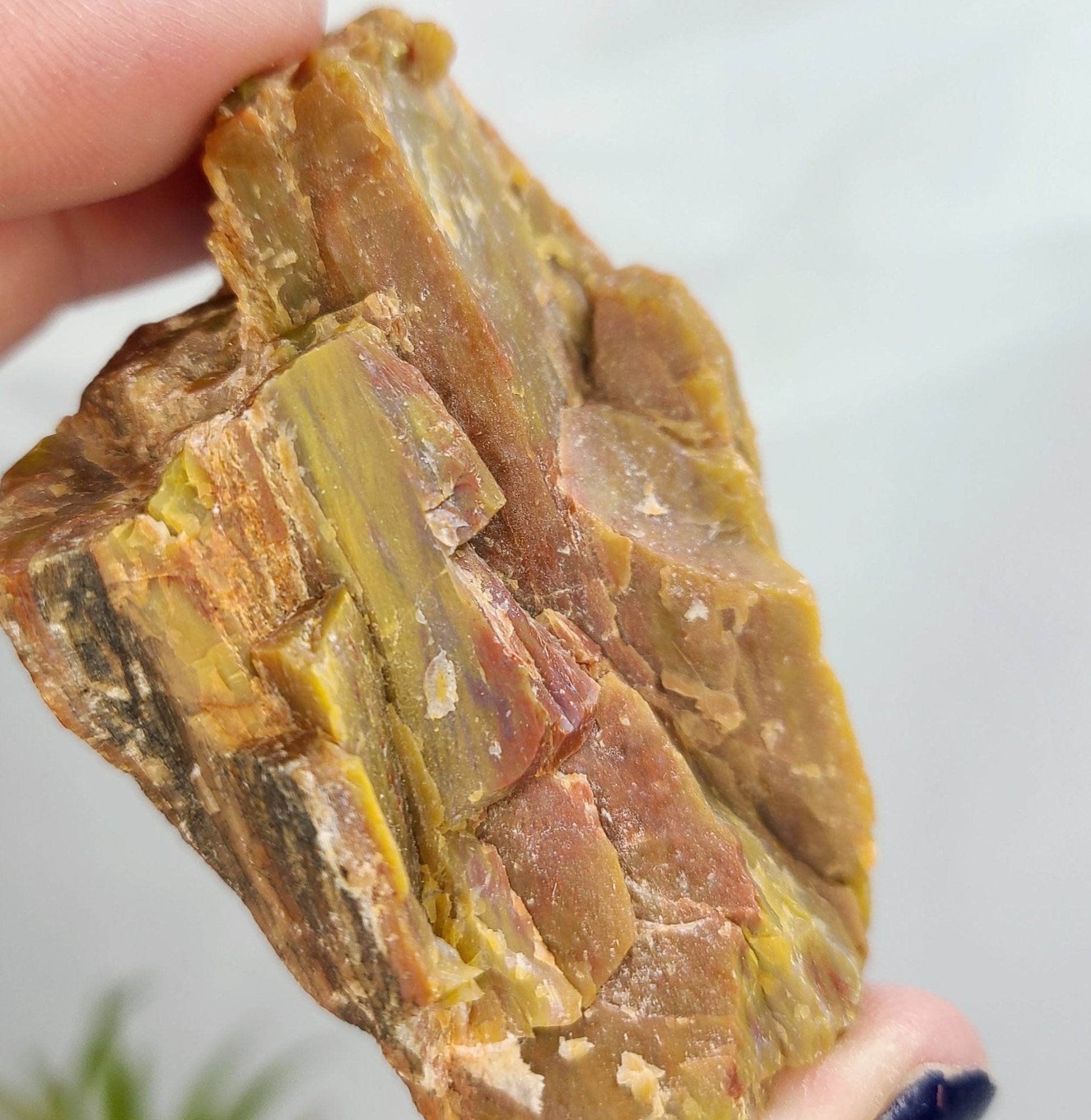 Raw Arizona Rainbow Petrified Wood - Earth's Emporium