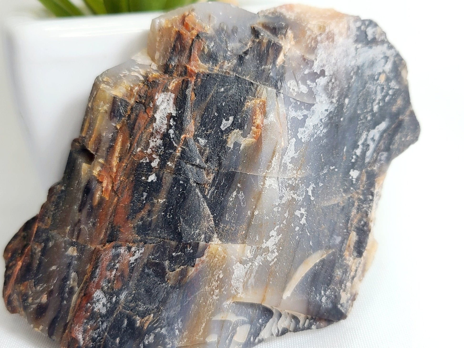 Raw Arizona Rainbow Petrified Wood - Earth's Emporium