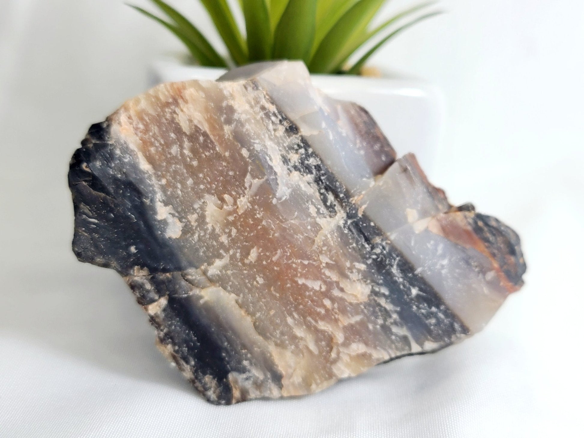 Raw Arizona Rainbow Petrified Wood - Earth's Emporium