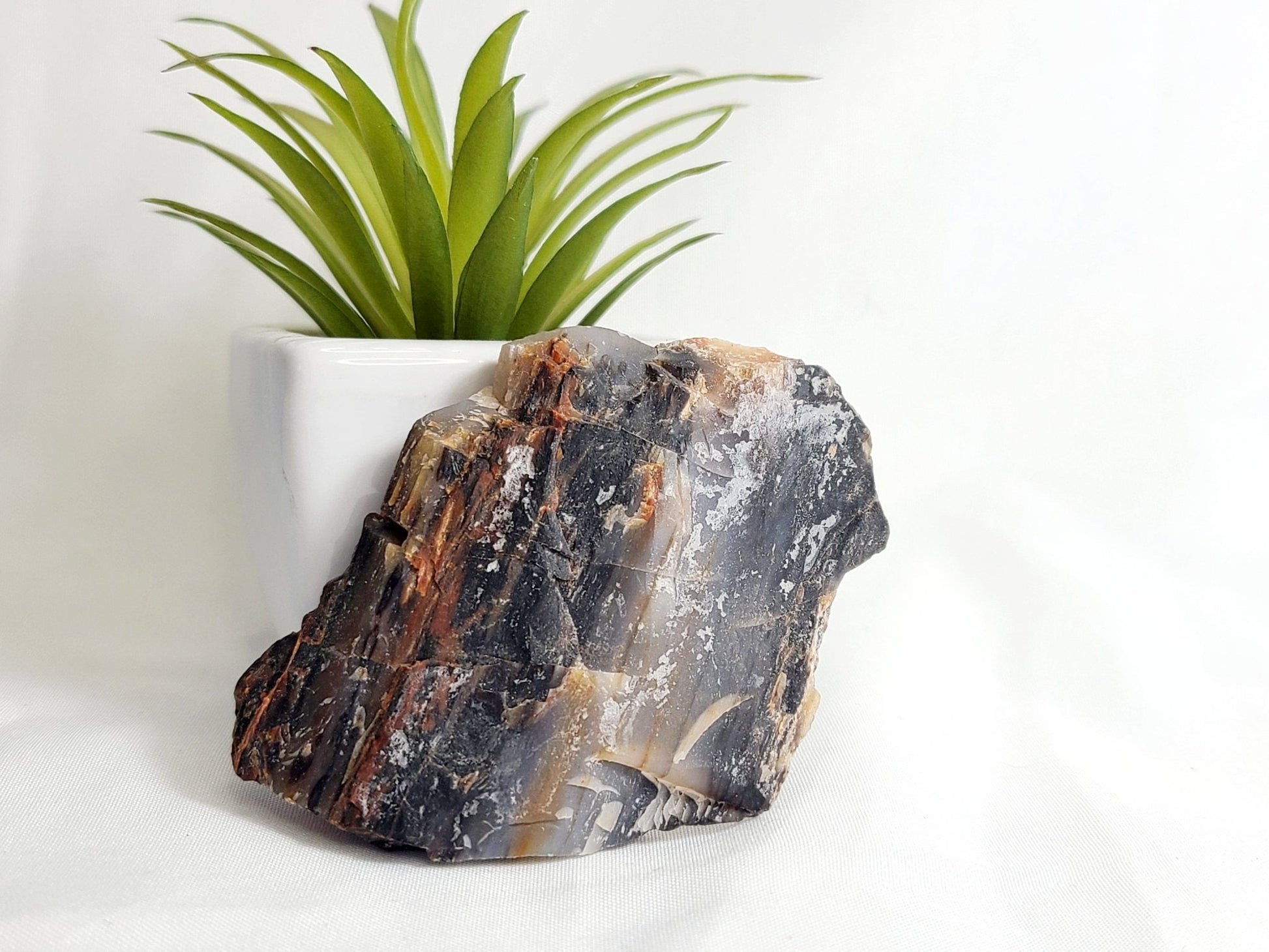 Raw Arizona Rainbow Petrified Wood - Earth's Emporium