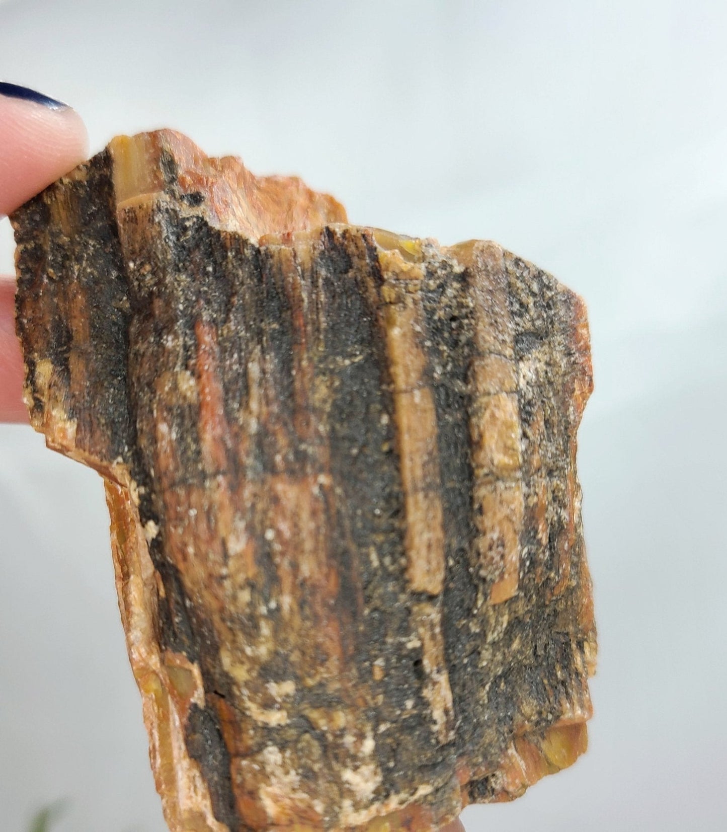 Raw Arizona Rainbow Petrified Wood - Earth's Emporium