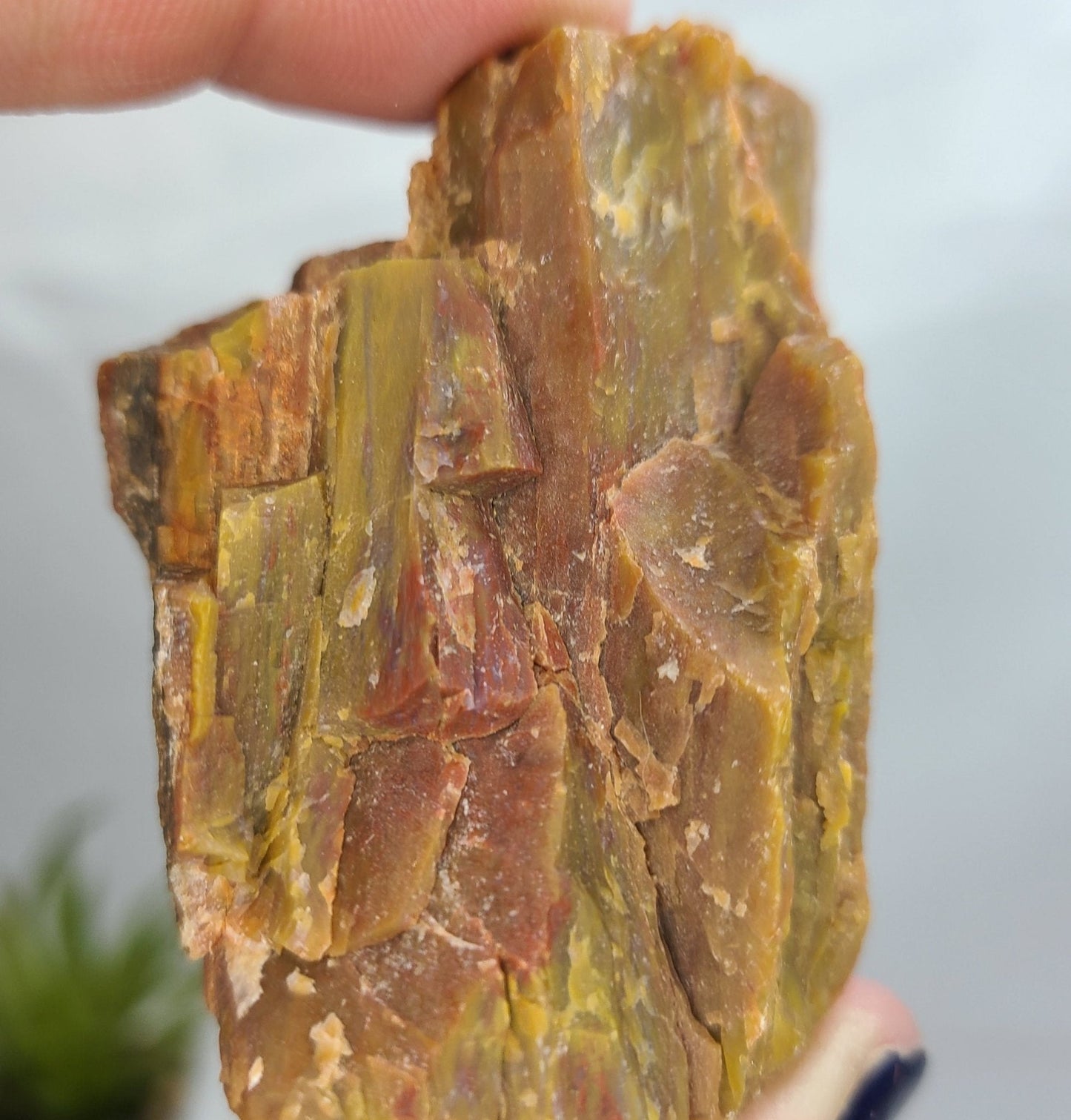 Raw Arizona Rainbow Petrified Wood - Earth's Emporium