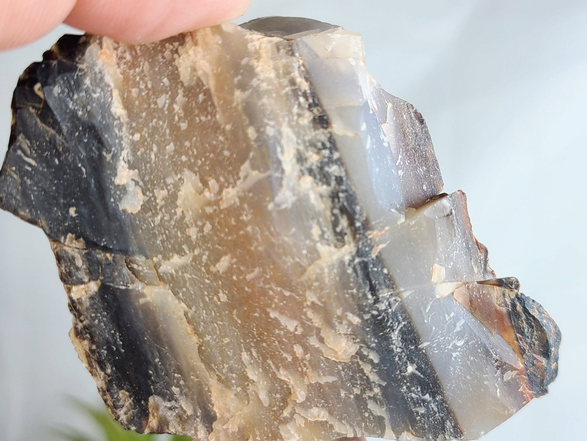 Raw Arizona Rainbow Petrified Wood - Earth's Emporium