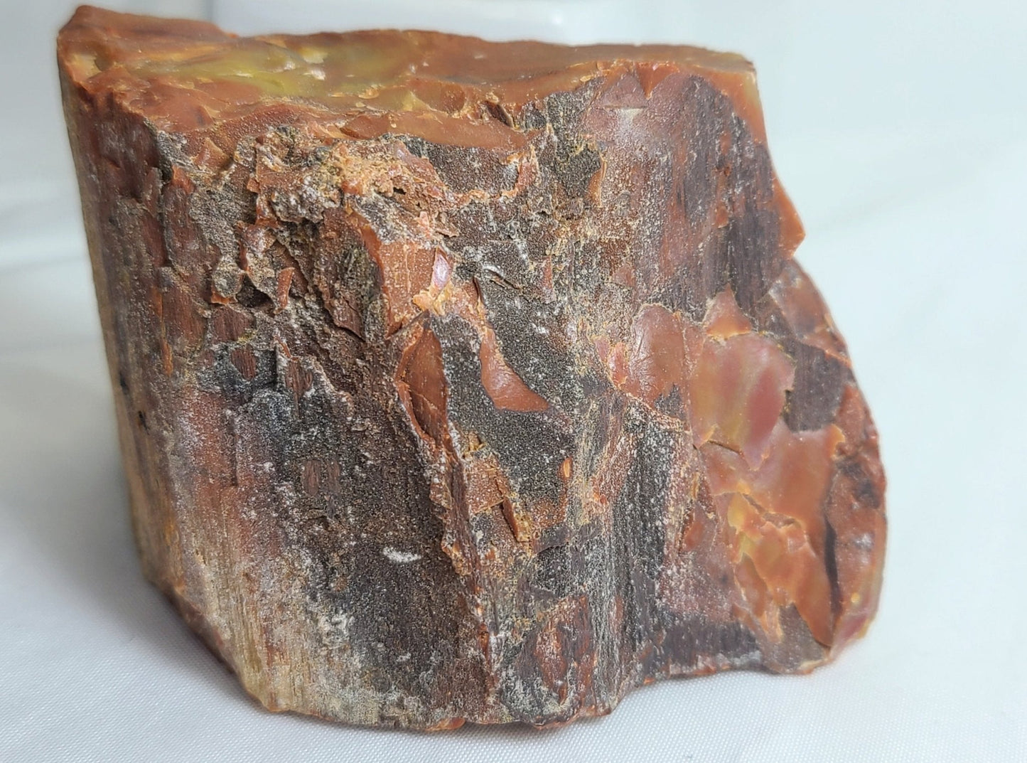 Raw Arizona Rainbow Petrified Wood - Earth's Emporium