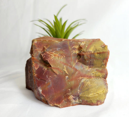 Raw Arizona Rainbow Petrified Wood - Earth's Emporium