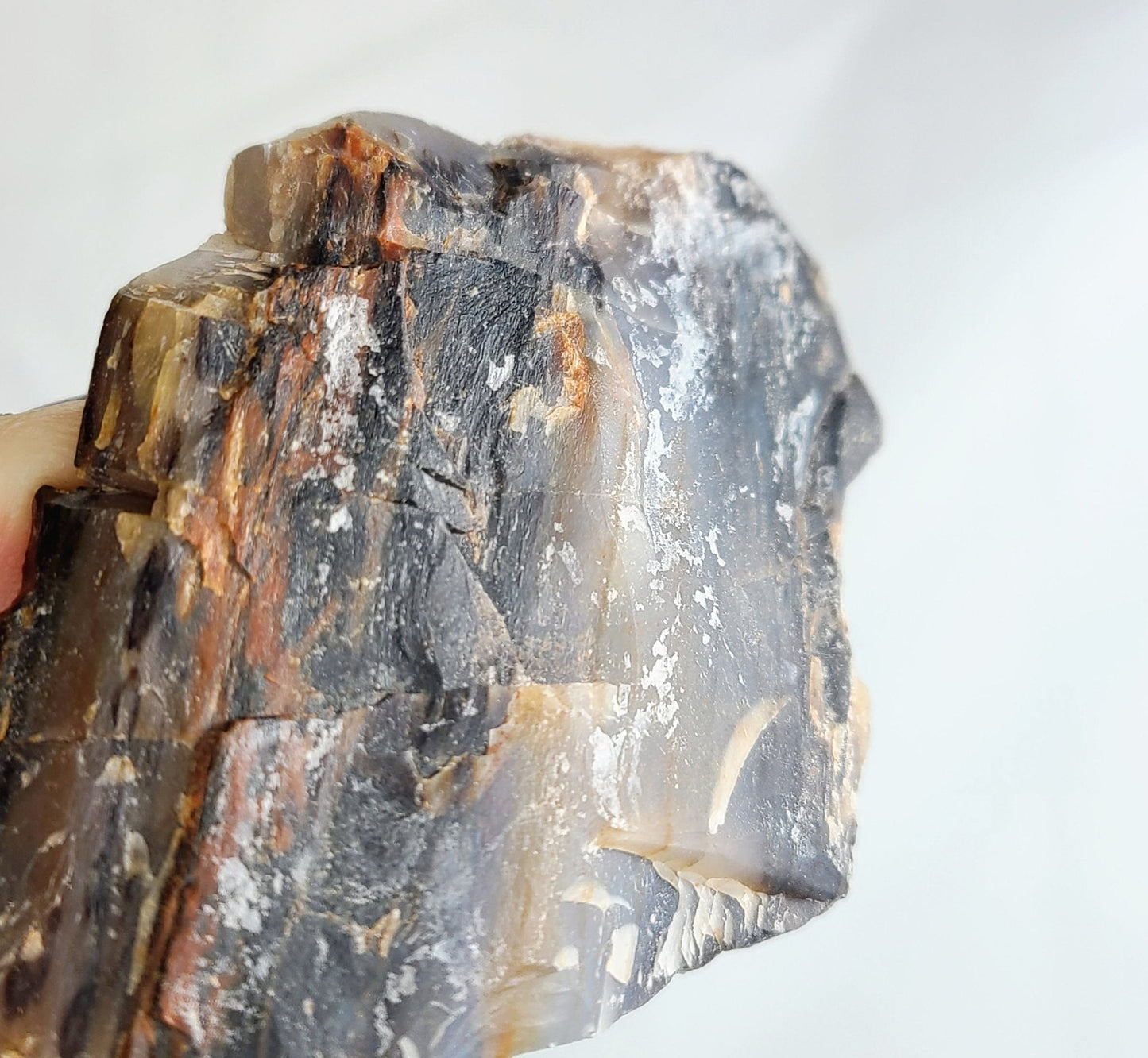 Raw Arizona Rainbow Petrified Wood - Earth's Emporium