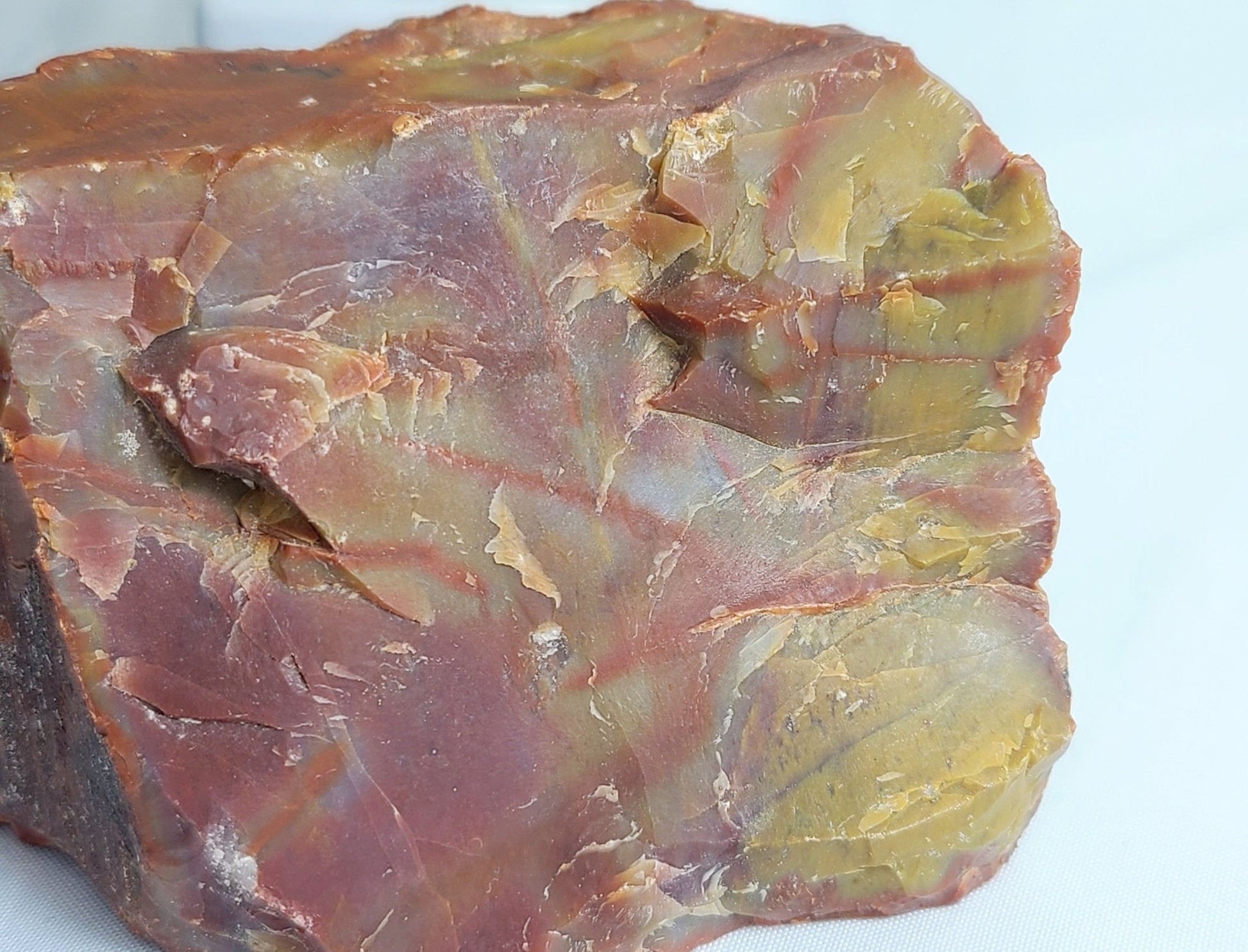 Raw Arizona Rainbow Petrified Wood - Earth's Emporium