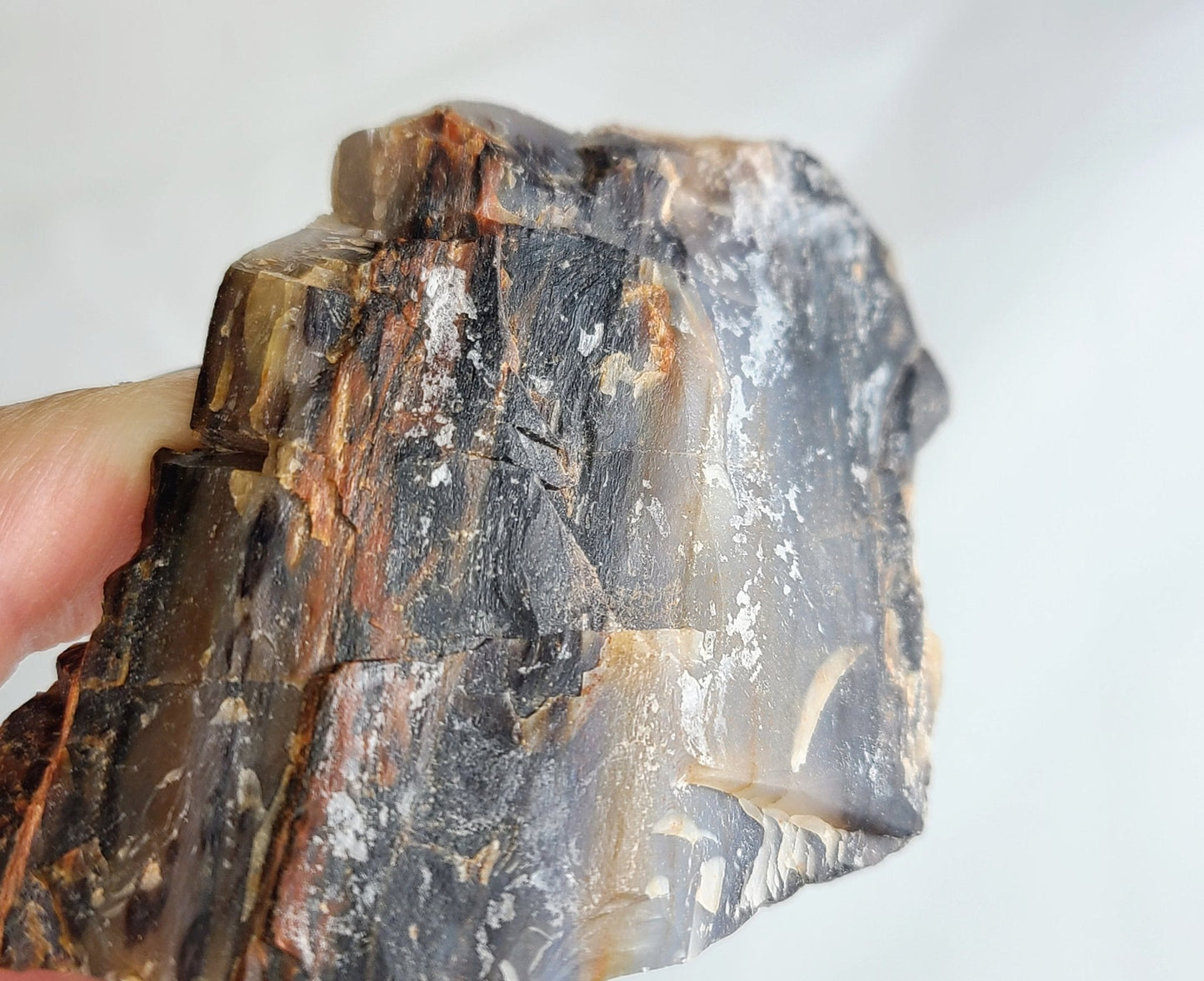 Raw Arizona Rainbow Petrified Wood - Earth's Emporium