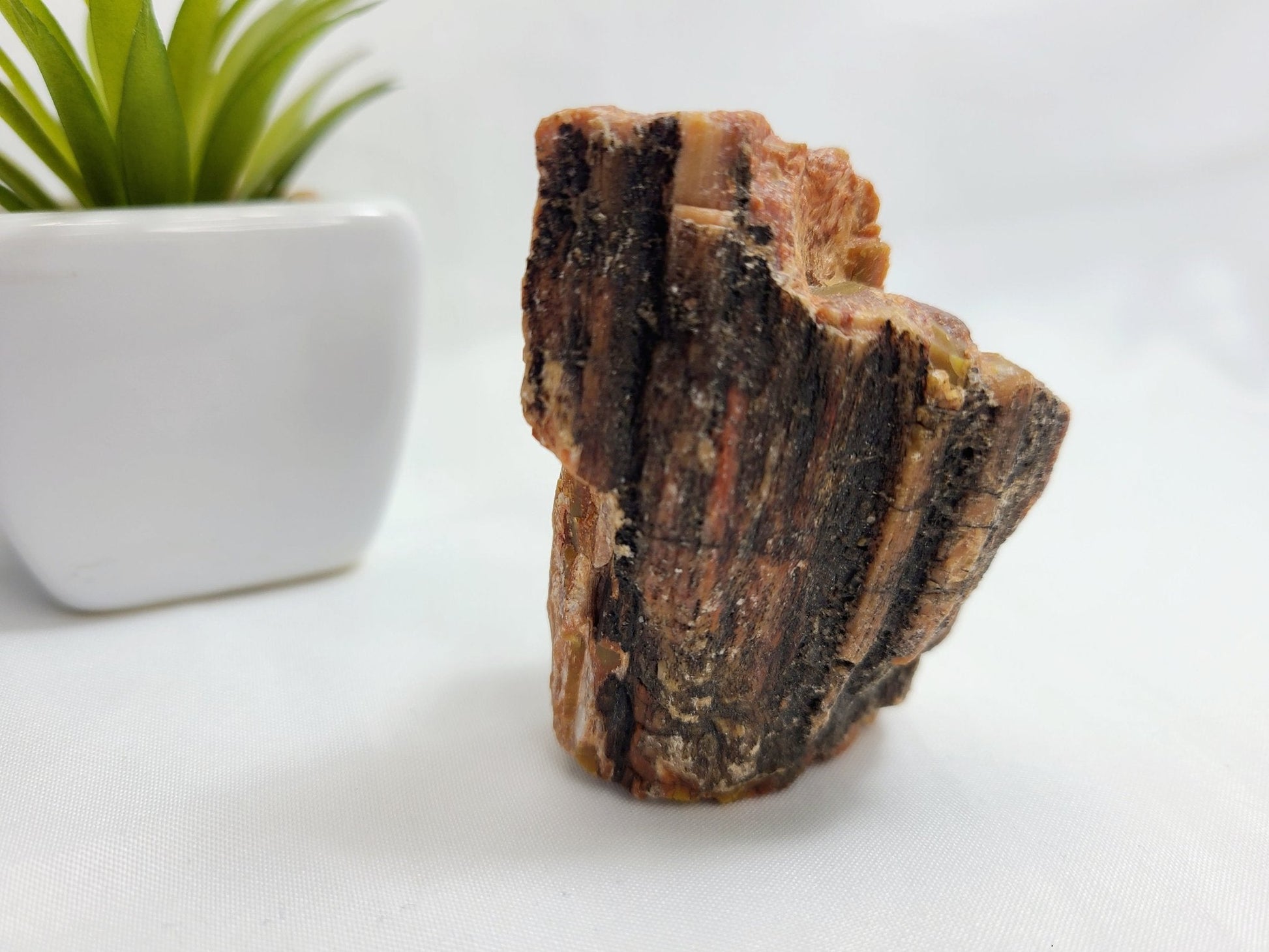 Raw Arizona Rainbow Petrified Wood - Earth's Emporium