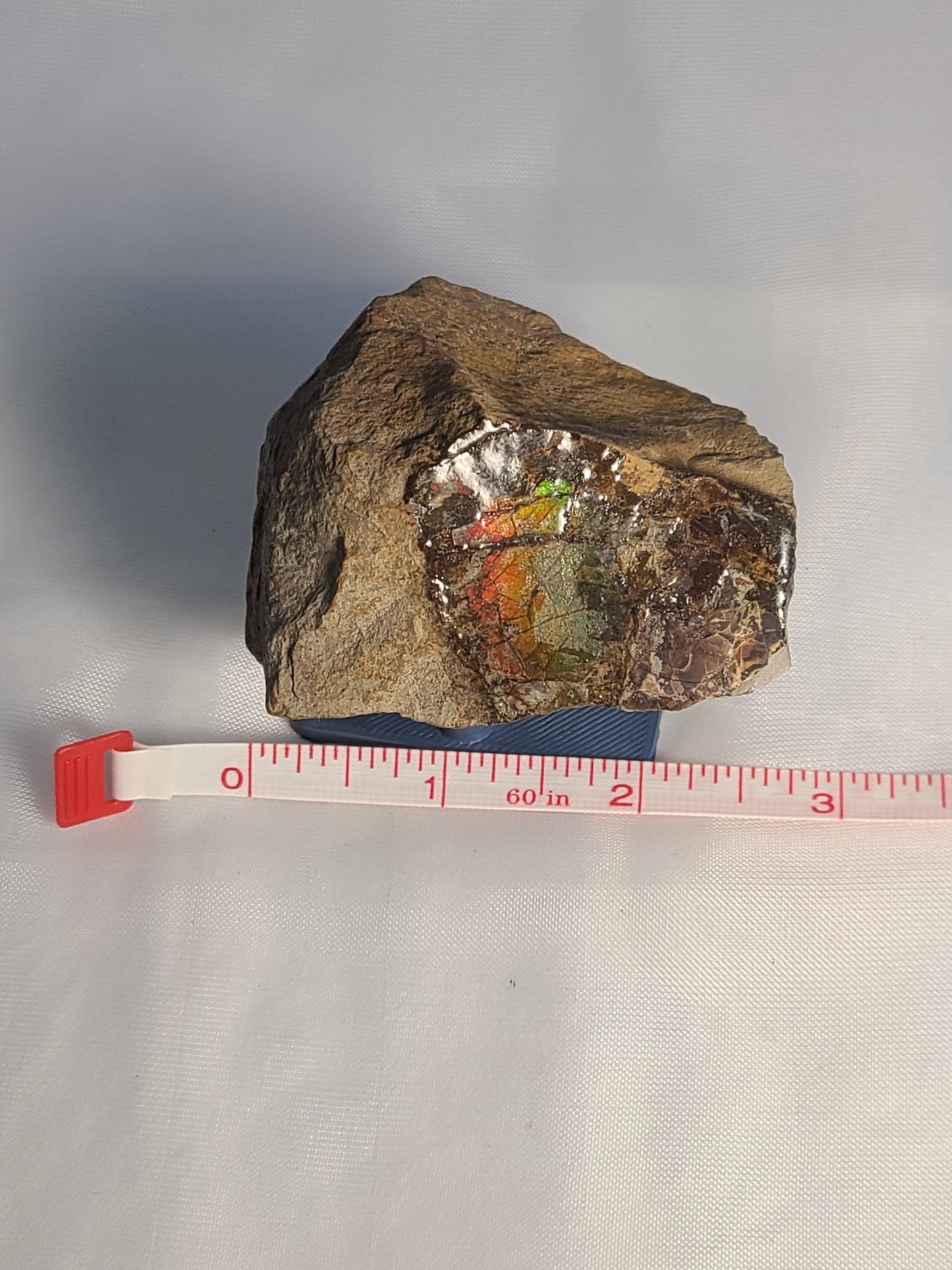 Ammolite and Stand - Earth's Emporium